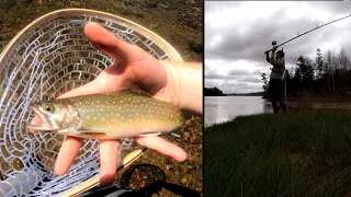 Striped Bass & Brook Trout Fly Fishing! - Maitland, Nova Scotia