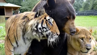 Топ 6 самых удивительных случаев дружбы животных|НИФ