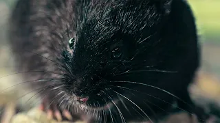 Water Vole's Perilous Journey | Big Little Journeys | BBC Earth