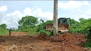 incredible SD16 SHANTUI BULDUZER stronger pushing  cutting big tree, along road widening..