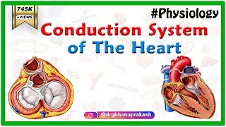 Conduction system of the heart - Sinoatrial node, AV Node, Bundle of His, Purkinje fibers Animation