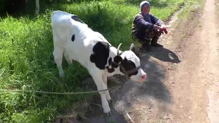 Алексей Божий человек.