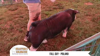 FALL GUY - Poland Boar at Shaffer's Goldrush