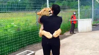 Lion Sees Her Adoptive Dad After 9 Years...