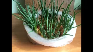 Как вырастить лук на туалетной бумаге /How to grow onions on toilet paper