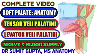 SOFT PALATE : Muscles||Functions||Nerve supply||Blood supply||