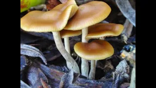 Psilocybe Cyanescens