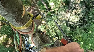 Removal in between power lines