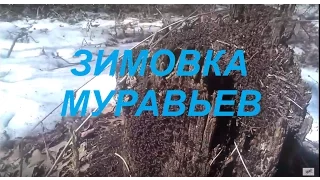 Как зимуют МОИ муравьи Формика!!!