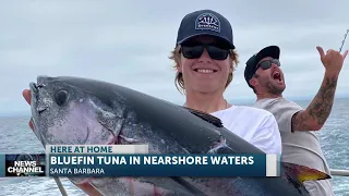 Bluefin Tuna arrive in the Santa Barbara Channel