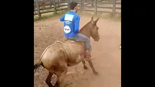 amasador de caballos