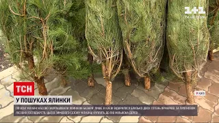За прогнозом лісгоспів, українці куплять цього сезону до пів мільйона дерев | ТСН 19:30