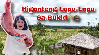 Nagluto kami ng ga-higanteng Lapu-Lapu dito sa bukid | Ka Mangyan Vlogs