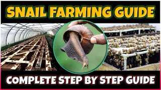 Snail Farming: A Beginner's Guide to Success