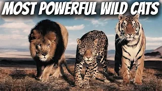 TOP 10 Most Powerful Wild Cats in The World