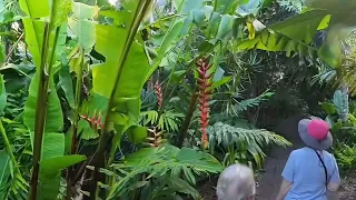Botanical Gardens walk through - Cairns Australia - 3.14.2024