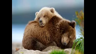 Медвежья услуга 🐻   N°384  SLOW RUSSIAN VIDEO