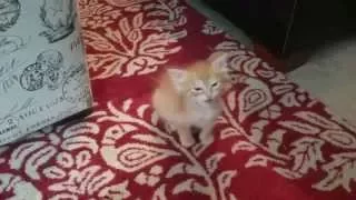 Tiny kitten orders a meal