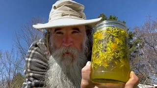 STRAWBALE COMPOST Gardening - MAKING Dandelion HONEY - Planting POTATOES & Onions - Reduce FORAGING!