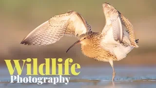 A whole day of BIRD PHOTOGRAPHY | Shorebirds - floating hide, red fox