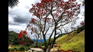 Seios de Minas "Paula Fernandes"