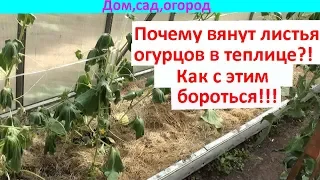 Вянут листья огурца!!! Что делать?!!