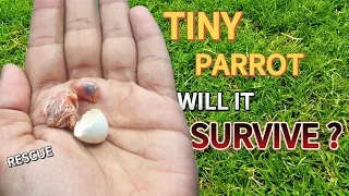Tiny Parrot hatching Story 2 | Tiny bird  hatching Story