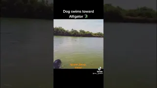 Dog almost got eating up by an alligator while swimming towards it😳😢 (must watch)