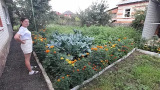 На 1 сотке вырастил больше чем в Поле урожая, Палыч всё оптимизировал на огороде в деревне😎