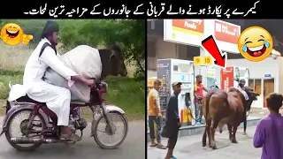 22 Qurbani Animals Funny Moments Caught On Camera