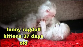 funny ragdoll kittens 37 days old