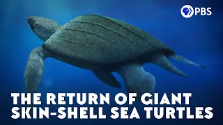 The Return of Giant Skin-Shell Sea Turtles