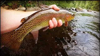 Pocket Water Fly Fishing For Wild Rainbow Trout