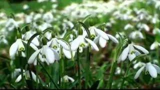 Beautiful Nature   Spring 1080p HD x264 x264