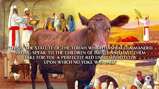 Temple Talk: Statute of the Red Heifer!