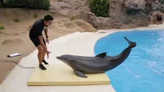 Dolphin's Weight