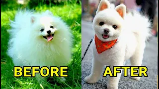 Grooming A Pomeranian Dog || Giving a Haircut to Pomeranian and Making Him a Super Cute BALL DOG