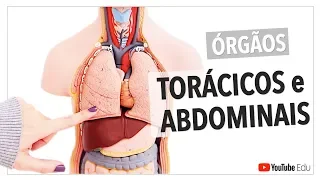 Órgãos Torácicos e Abdominais: Visão Geral | Anatomia e etc