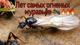 Лет самых опасных муравьёв Solenopsis geminata