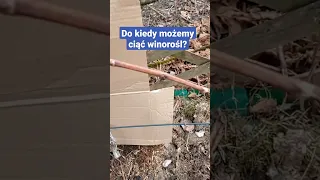 Do kiedy można ciąć winorośl? 🍇