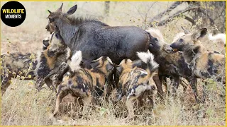 30 Craziest Moments Of The Wild Dogs Hunting Prey | Animal World