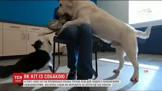 В американському Сент-Луїсі кіт тренує псів для людей з інвалідністю