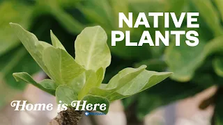 Native Hawaiian Plants | PBS HAWAIʻI