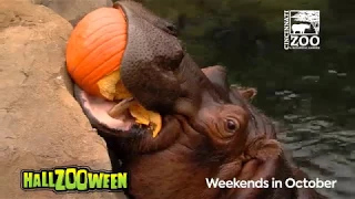 Hippos (Fiona) and Elephants get Pumpkins to Kickoff HallZooween - Cincinnati Zoo