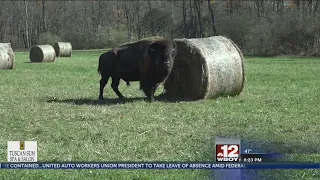 Dream Mountain Ranch now has something for everyone to enjoy