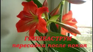 Гиппеаструм  - пересадка после периода покоя. //Hippeastrum-transplant after a period of rest.//