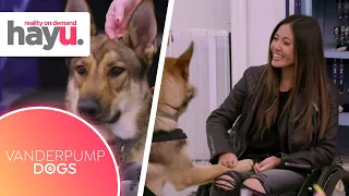 Apollo the Service Dog is the Perfect Fit | Season 1 | Vanderpump Dogs