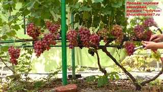 Виноград АНЮТА - нежный мускат ягод, крупные грозди не позволяют остаться равнодушным.