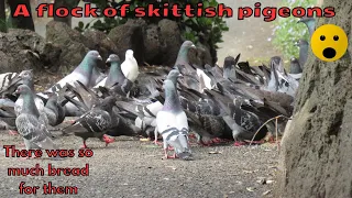 A big flock of skittish pigeons eating a ton of bread dumped on the side of a walking trail