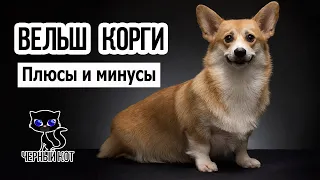 ✔ Вельш корги за и против. Плюсы и минусы породы. Кому не подойдёт вельш корги?